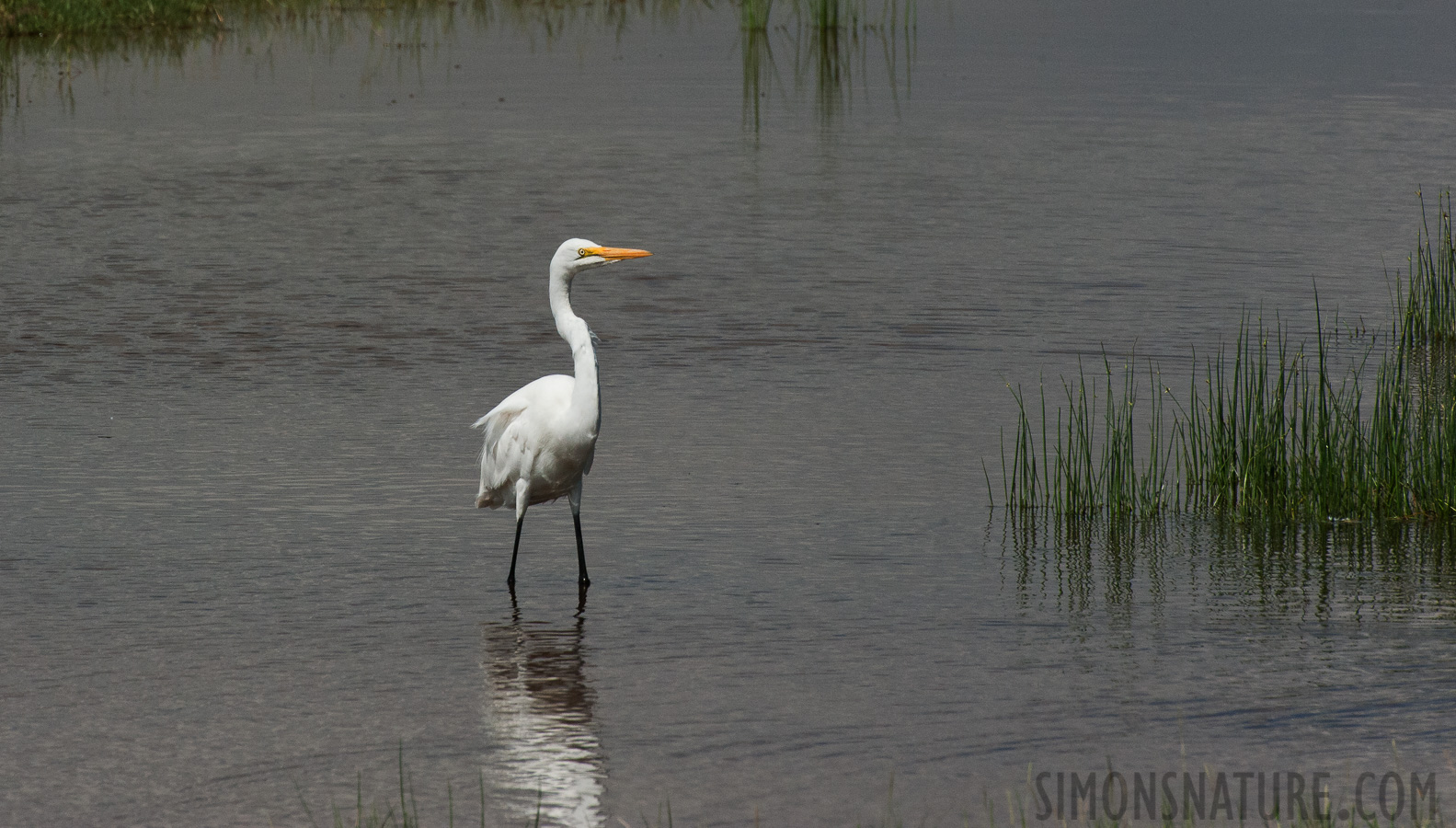 Ardea alba melanorhynchos [550 mm, 1/2500 sec at f / 16, ISO 1600]